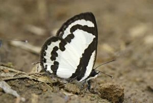 Straight Pierrot Butterfly (Pycnophallium roxus)