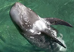 Dolphin Prints: Stranded Risso's dolphin playing out of the water Head standing