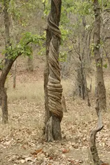Stranger Vine. Bandhavgarh NP, India