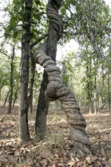 Stranger Vine. Bandhavgarh NP, India