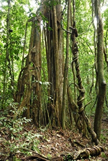 Images Dated 20th November 2007: Strangler fig tree - Danum Valley Conservation Area - Sabah - Borneo - Malaysia
