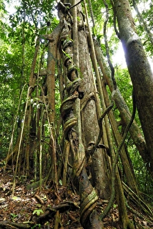 Images Dated 20th November 2007: Strangler fig tree - Danum Valley Conservation Area - Sabah - Borneo - Malaysia