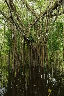 strangler fig tree, flooded forest, Amazon, Mamiraua