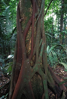 Images Dated 30th April 2007: Strangler Fig - around a trunck. French Guiana