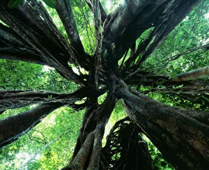 Strangler FIG - view looking up into tree showing aerial roots