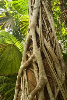 Trunk Prints: Strangler Fig - a young strangler fig embraces its host tree in a lush tropical rainforest - Tam O'Shanter National