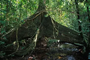 French Guiana Prints: Strangler Figs - huge trunk above a water course French Guyana Forest