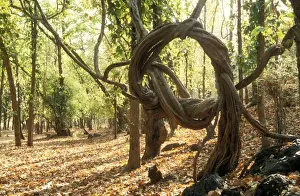 Strangler Vine India