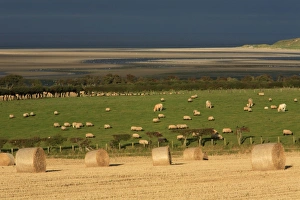 Images Dated 5th October 2007: Straw Bales - stormy autumn sky, looking south over Budle Bay wildfowl reserve