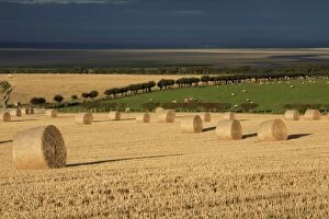 Images Dated 5th October 2007: Straw bales -stormy autumn sky, looking south over