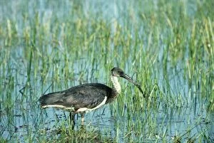 Images Dated 20th July 2004: Straw-necked Ibis