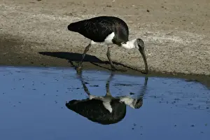 Sewage Prints: Straw-necked Ibis Alice Springs Sewage Ponds, Northern Territory, Australia