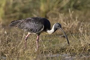 Images Dated 10th May 2007: Straw-necked Ibis Found throughout much of Australia except for the most arid regions