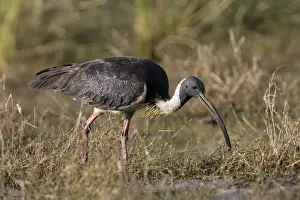 Straw-necked Ibis Found throughout much of Australia except for the most arid regions. Inhabits freshwater wetlands and adjacent pasture. At Mt Barnett water treatment plant, Kimberley, Western Australia