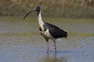 Images Dated 10th May 2007: Straw-necked Ibis Found throughout much of Australia except for the most arid regions