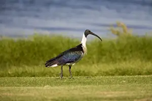 Straw-necked Ibis At Herdsman Lake, Perth, Western Australia. Widespread in grasslands particularly in the north and east