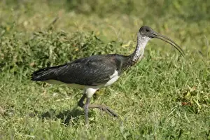 Straw-necked Ibis Near Sewage Ponds, Mt Isa, Queensland, Australia