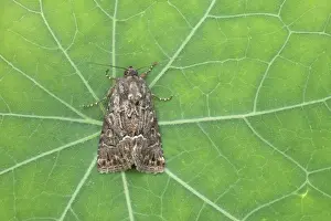 Straw Underwing Thalpophila matura Essex, UK IN000448
