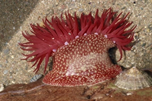 Images Dated 25th June 2007: Strawberry Anemone North Devon, UK