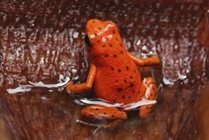 Images Dated 15th March 2006: Strawberry Poison Arrow / Dart Frog (Dendrobates pumilio)