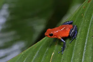Strawberry Poison / Blue Jeans Dart Frog, Costa Rica