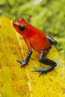 Strawberry Poison-dart Frog (formerly Dendrobates