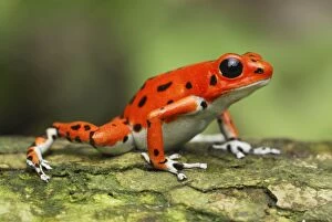 Images Dated 15th March 2006: Strawberry Poison Frog Bastimentos National Park Bocas del Toro, Panama