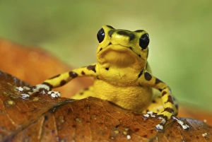 Images Dated 16th March 2006: Strawberry Poison Frog Bastimentos National Park Bocas del Toro, Panama