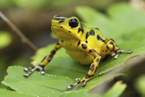 Images Dated 16th March 2006: Strawberry Poison Frog Bastimentos National Park Bocas del Toro, Panama