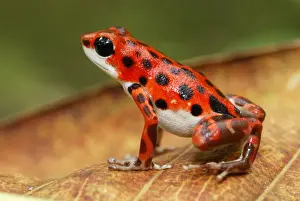 Spots Prints: Strawberry Poison Frog Bastimentos National Park Bocas del Toro, Panama