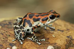 Orange Prints: Strawberry Poison Frog Bastimentos National Park Bocas del Toro, Panama