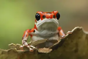 Strawberry Poison Frog Bastimentos National Park Bocas del Toro, Panama