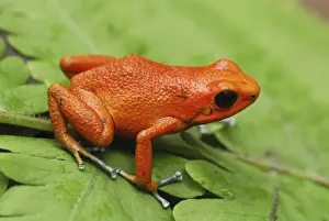 Strawberry Poison Frog Bastimentos National Park Bocas del Toro, Panama