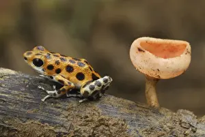 Fungus Prints: Strawberry Poison Frog - cup fungus Bastimentos National Park Bocas del Toro, Panama