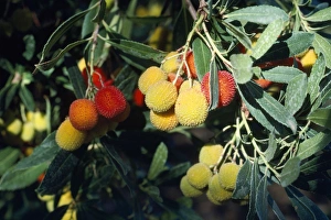 Images Dated 15th January 2007: Strawberry Tree