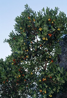 Images Dated 15th January 2007: Strawberry Tree