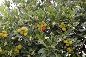 Strawberry Prints: Strawberry Tree - in park. Nice - France
