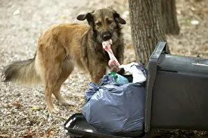 Stealing Prints: Stray Dog Looking for food in rubbish bin
