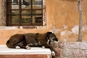 Images Dated 5th April 2012: Stray Dog - by window