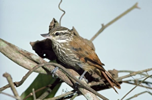 Streaked XENOPS Streaked XENOPS