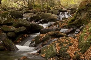 Beeches Gallery: Stream with autumn Beech Tree leaves Lauze Valley