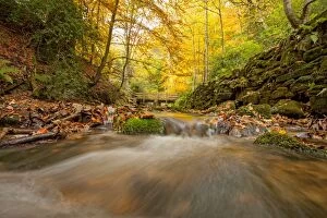 Autumnal Colours Gallery: Stream in autumnal wood Autumn