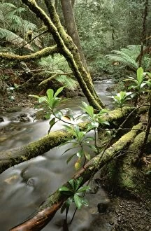 Stream - Barron Creek with Native laurel
