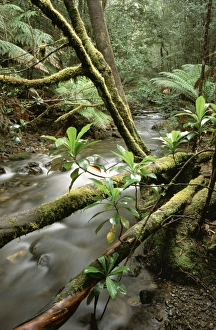 Images Dated 24th February 2006: Stream - Barron Creek with Native laurel Mount Field National Park, Tasmania, Australia