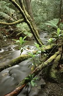 Laurel Prints: Stream - Barron Creek with Native laurel Mount Field National Park, Tasmania, Australia
