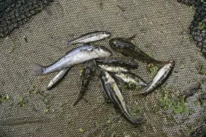 Field Study Prints: Stream dipping – Catch of Gudgeon