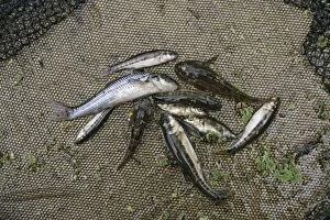 In Net Collection: Stream dipping – Catch of Gudgeon, Minnow, Loach, Bullhead, Stickleback
