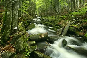 Stream in forest with moss covered rocks in primeval forest Bavarian Forest National Park, Bavaria, Germany