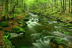 Scenery Prints: Stream in forest with moss covered rocks in primeval forest Bavarian Forest National Park