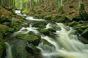 Present Idea Prints: Stream in forest with moss covered rocks in primeval forest Bavarian Forest National Park